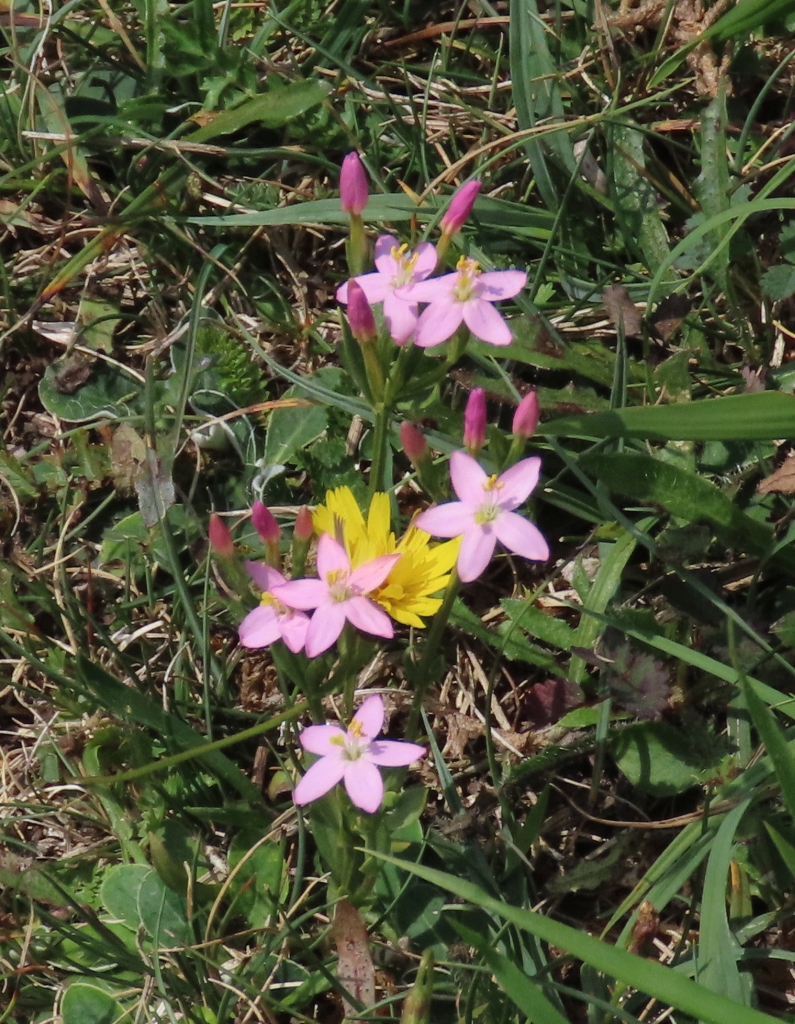 Pink-Centaury